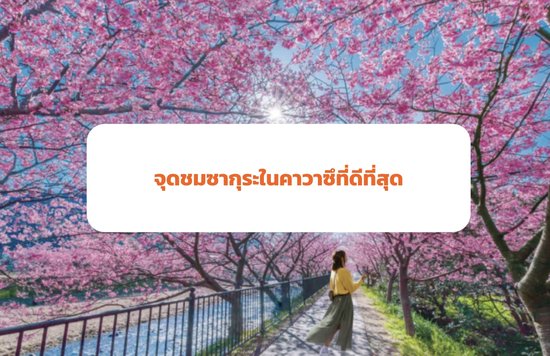 Cherry Blossom In Kawazu