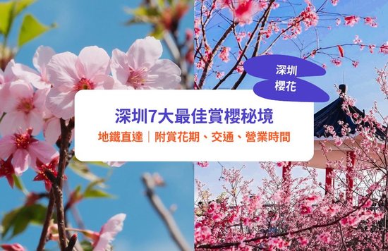 深圳櫻花,深圳賞櫻,櫻花列車,深圳櫻花列車