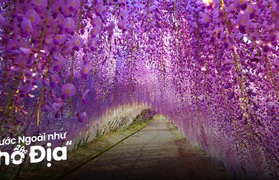 mua-hoa-tu-dang-nhat-ban