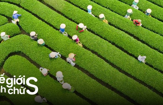 Du Lịch Mộc Châu 2 Ngày 1 Đêm