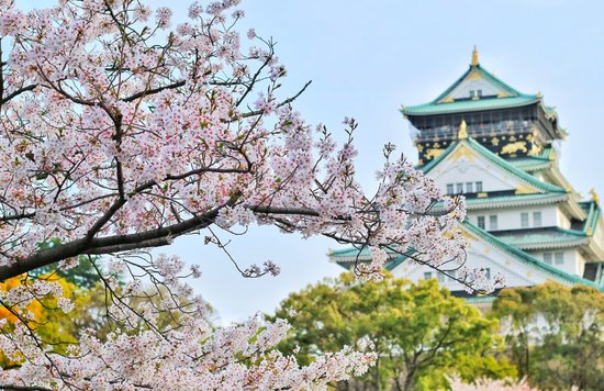 Osaka Castle cherry blossoms