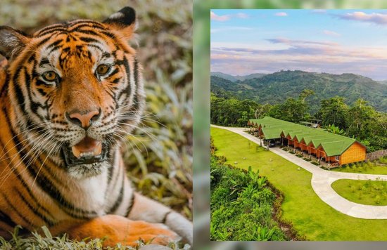 tiger and aerial shot of cebu safari