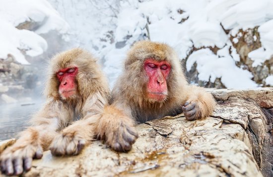 Nagano Snow Monkey Blog Cover