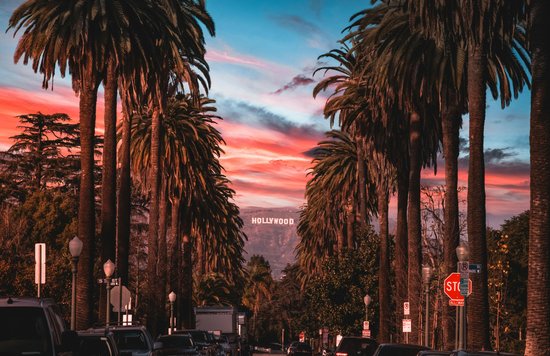 The palm trees of LA with the Hollywood sign in the distance.
