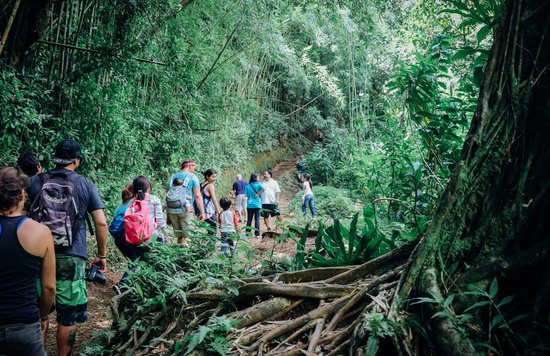 Hikers walking along the tropical Manoa Falls Trail, a popular nature hike in Honolulu.