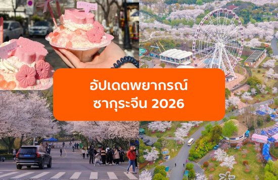 อัปเดตพยากรณ์ ซากุระจีน 2026