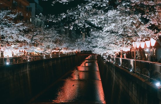 Beautiful cherry blossoms in Nakameguro at night | Source: Unsplash