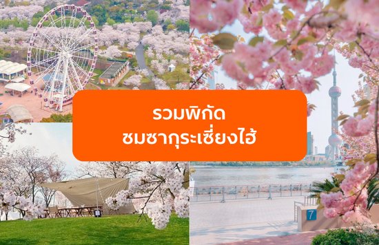 รวมพิกัดชมซากุระเซี่ยงไฮ้ ปี 2026 ที่ไหนดีที่สุด? รวมจุดไฮไลต์ห้ามพลาด
