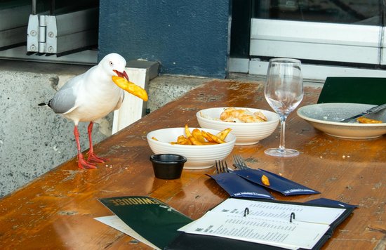 Seagull snatching fries at outdoor Sydney cafe | Photo Credits: Opal Lua on Pexels