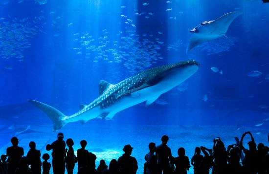 Whale shark swimming in a large aquarium tank in Okinawa