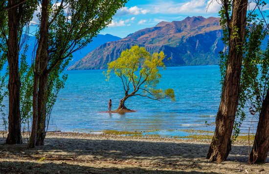 The iconic Wānaka Willow Tree standing in Lake Wānaka | Photo Credit: Rawpixel