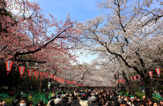 Hanami in Ueno Park | Photo by Arisdp on Wikimedia Commons