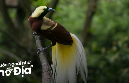 bird paradise singapore