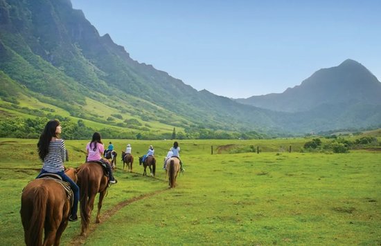 kualoa horse