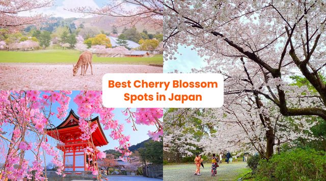 Japan Cherry Blossom Forecast & Spots 2026: Sakura Season is Coming!