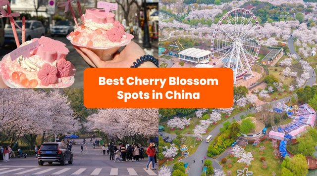 China Cherry Blossom Forecast & Spots 2026