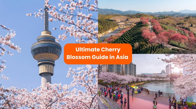Ultimate Cherry Blossom Viewing Guide in Asia (Japan, Korea, China & Taiwan)