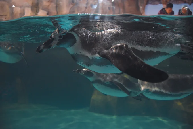 Ocean Dream Samudra Ancol Pinguin