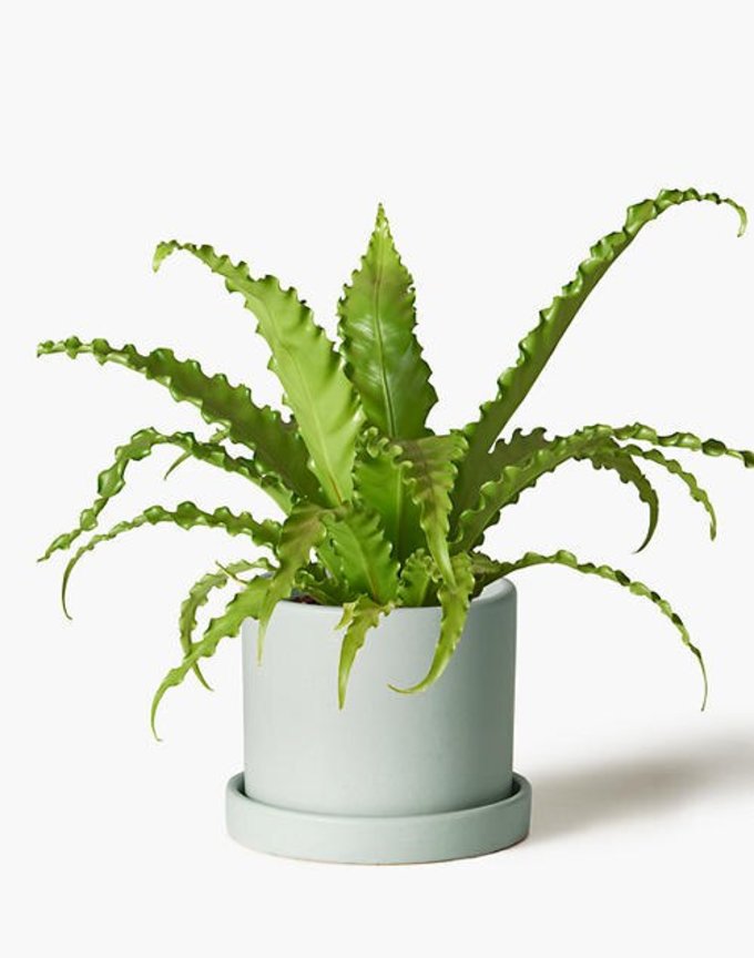 13 Types of Indoor Plants Beginners Won’t Have A Difficult Time Keeping ...