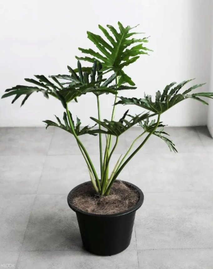 13 Types of Indoor Plants Beginners Won’t Have A Difficult Time Keeping Alive Klook Travel Blog