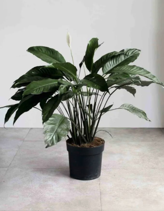 13 Types of Indoor Plants Beginners Won’t Have A Difficult Time Keeping Alive Klook Travel Blog