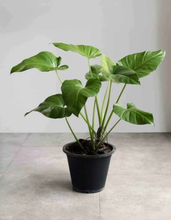 13 Types of Indoor Plants Beginners Won’t Have A Difficult Time Keeping Alive Klook Travel Blog