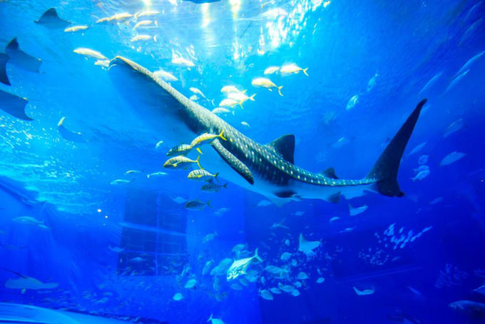 沖繩美麗海水族館全攻略｜門票、交通、設施、餐廳懶人包- Klook 客路部落格