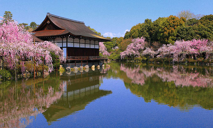 京都櫻花季 京都賞櫻必去景點15選 預測花期總整理 Klook部落格klook客路旅行