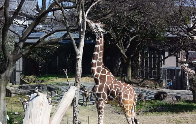 72 giờ ở osaka: vườn thú tennoji