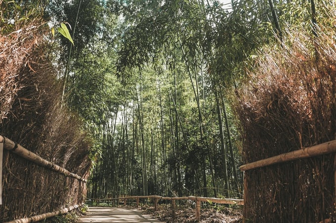 rừng trúc arashimaya