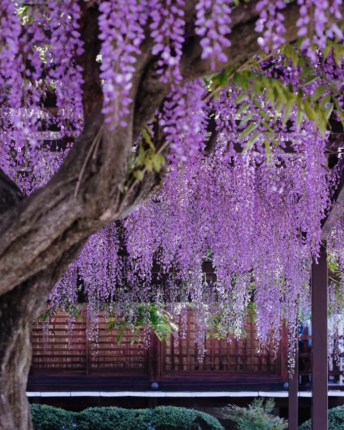 Bắt Trọn Mùa Hoa Tử Đằng Đẹp “Rụng Tim” Ở Nhật Bản Trong Tháng 04 & 05 -  Klook Blog