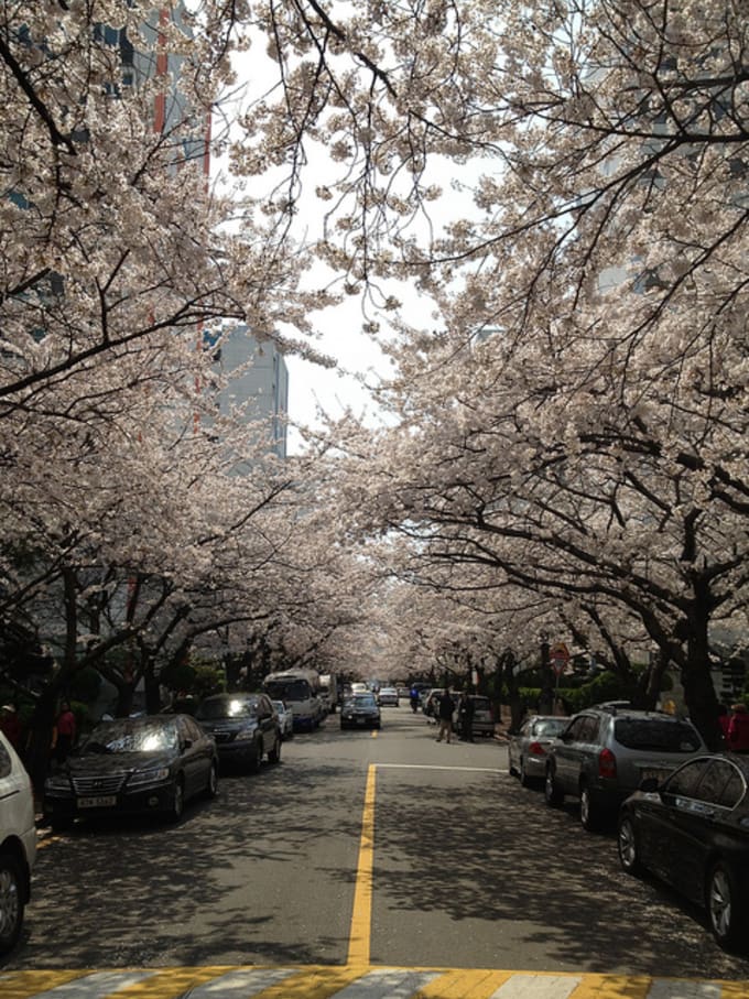 Lokasi Terbaik Untuk Melihat Bunga Sakura Di Korea Selatan 2019 Klook Blog