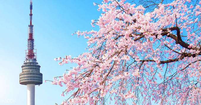 Lokasi Terbaik Untuk Melihat Bunga Sakura Di Korea Selatan 2019 Klook Blog