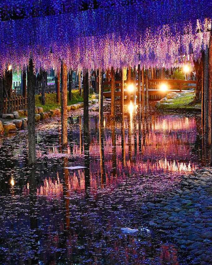 Can’t Get Enough Of The Sakura Season? Japan’s Wisteria Is