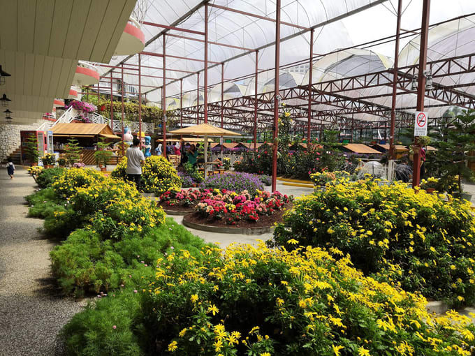 Budget Hotels And Accommodation Cameron Highlands For Long