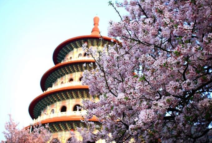 Taiwan S 2020 Cherry Blossom Forecast And The Best Viewing Spots Klook Travel Blogklook Travel