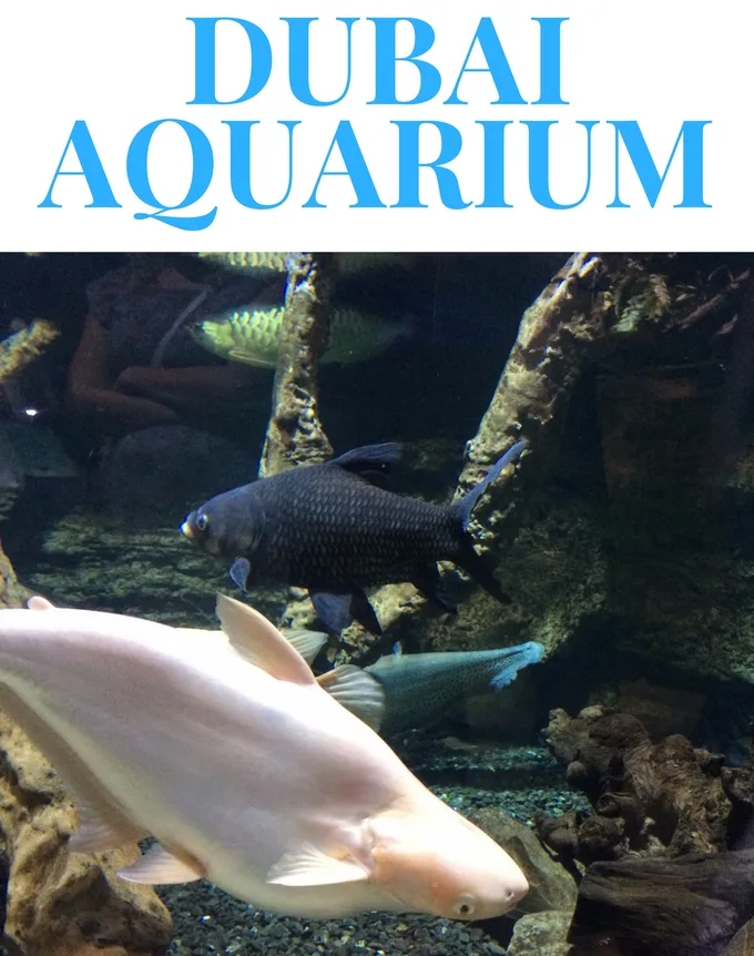 Dubai Aquarium