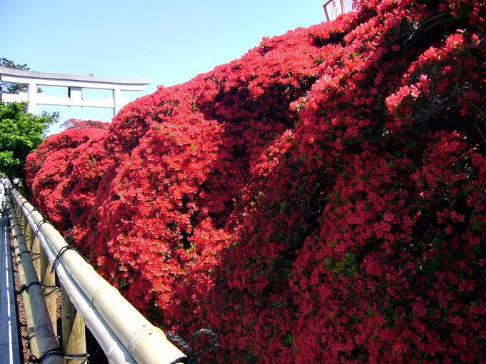 京都五月賞花名所 錯過賞櫻也沒關係 百花齊放的京都你也必須去一趟 Klook部落格 京都五月賞花名所 錯過賞櫻也沒關係 百花齊放的京都你也必須去一趟 Klook部落格