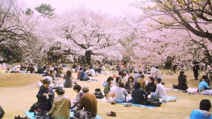 Tata Cara Hanami: Tips & Trik Untuk Piknik Merayakan Musim Sakura ...