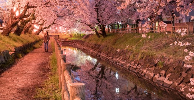 In pictures: Best places to witness cherry blossoms in Japan