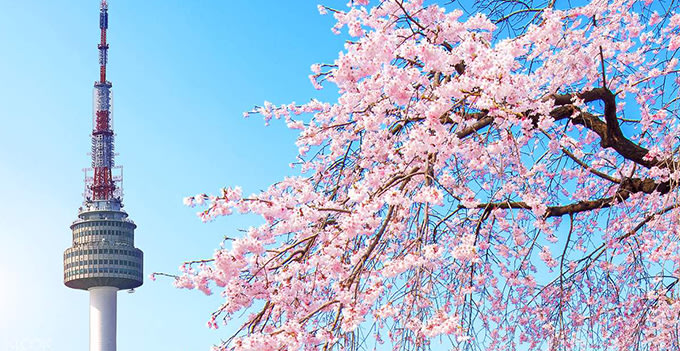 Where to See Cherry Good Blossoms 2020 - Klook Travel Blog