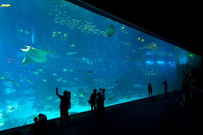 Lokasi Tempat Singapore Wisata Yang Di S.e.a Aquarium
