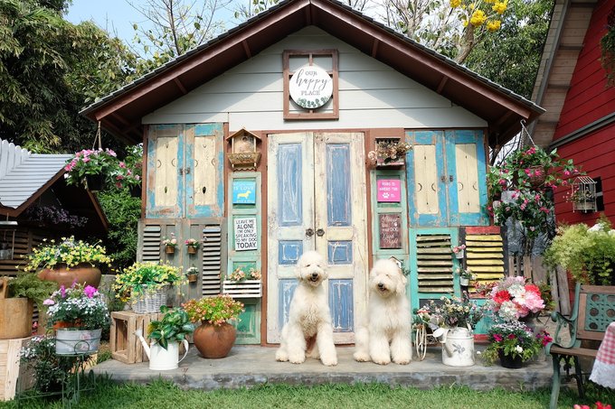 Rumah Guguk Bandung Surganya Pecinta Anjing  di Bandung 