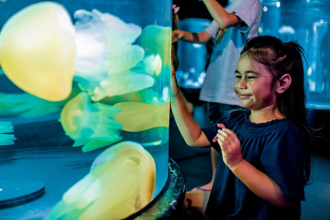 Be mesmerised by the diverse marine life with over 700 species at SEA LIFE