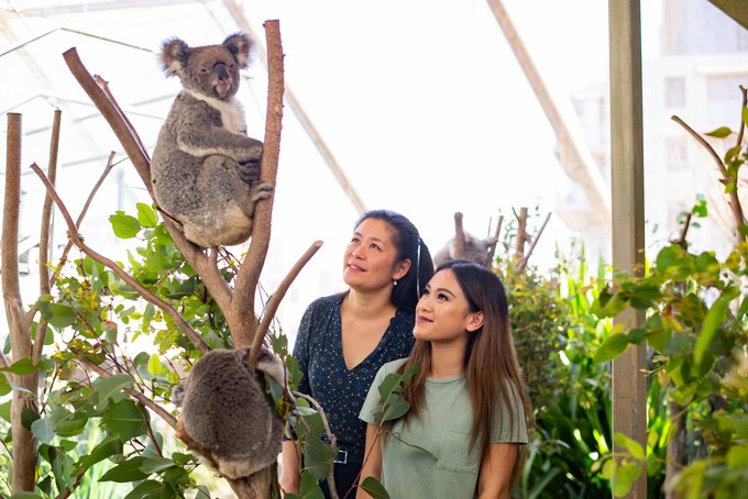 WILF LIFE Sydney Koalas