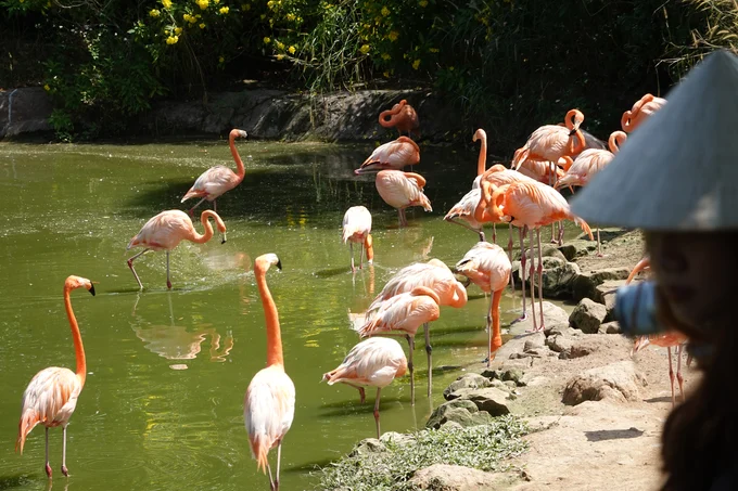 vinpearl-safari-phu-quoc
