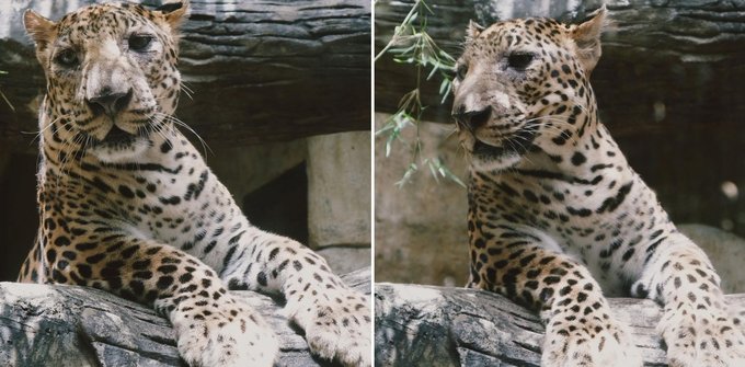 What You Need To Know Before Visiting Avilon Zoo: Entrance Fees, New ...