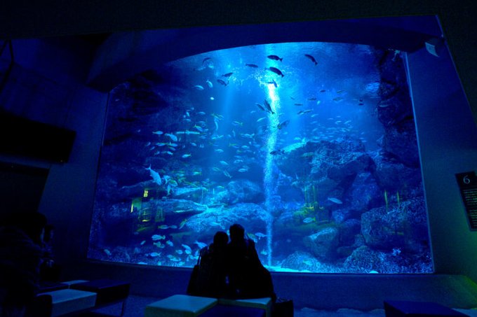 Visit these 11 aquariums near Tokyo on your next Japan trip! - Klook Travel  Blog