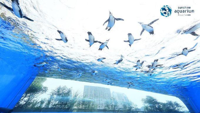 Visit these 11 aquariums near Tokyo on your next Japan trip! - Klook Travel  Blog