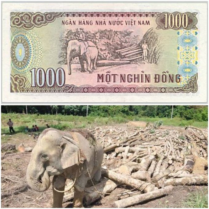 Tờ 1.000 Đồng: Tây Nguyên 